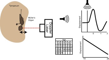 Effects of age and noise on tympanal displacement in the Desert Locust