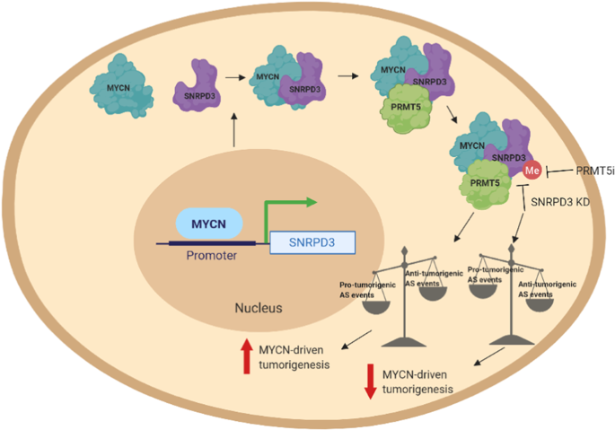 MYCN and SNRPD3 cooperate to maintain a balance of alternative splicing events that drives neuroblastoma progression