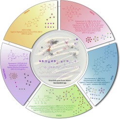Discovering the secondary metabolic potential of Saccharothrix