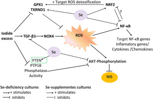 Selenium bioavailability modulates the sensitivity of thyroid cells to iodide excess