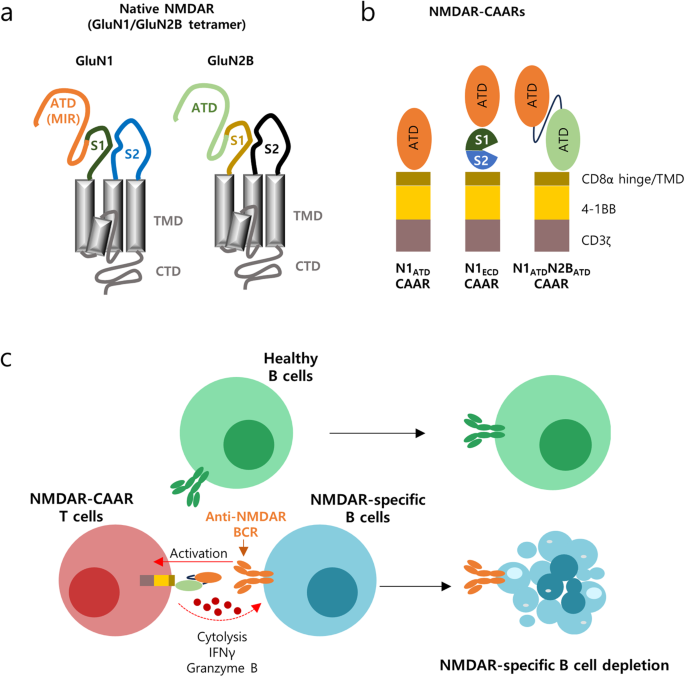 A precision counterstrike on central nervous system autoimmunity
