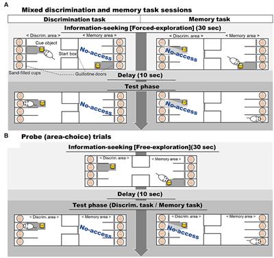 Rats did not show evidence of prospective information-seeking: a pilot study