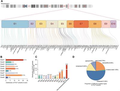 Primary carnitine deficiency: Estimation of prevalence in Chinese population and insights into newborn screening