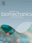 Augmentation of musculoskeletal soft tissue morphology within low back pain patients may suggest the presence of physiological stress shielding: an in vivo study