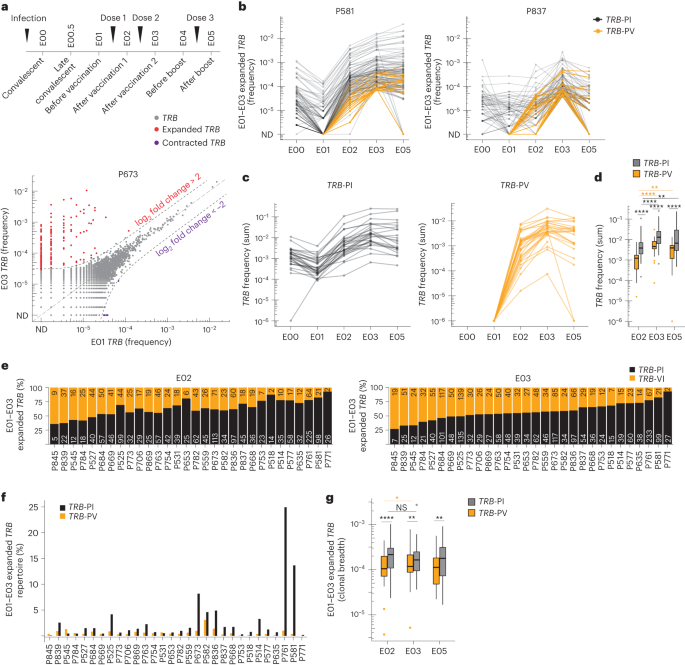 Repeated mRNA vaccination sequentially boosts SARS-CoV-2-specific CD8+ T cells in persons with previous COVID-19