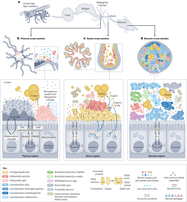 The honeybee microbiota and its impact on health and disease
