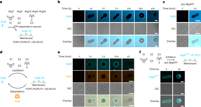 Complete set of the Atg8–E1–E2–E3 conjugation machinery forms an interaction web that mediates membrane shaping