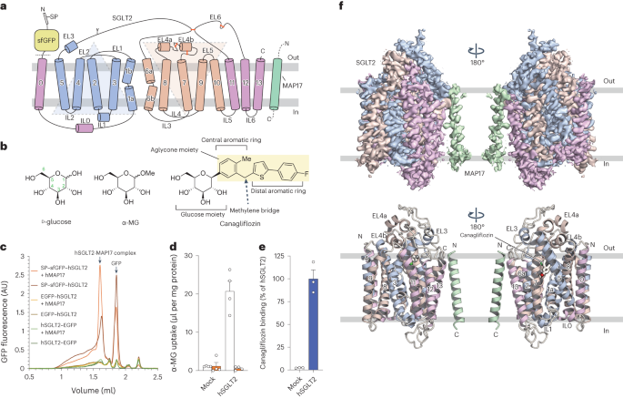 Transport and inhibition mechanism of the human SGLT2–MAP17 glucose transporter