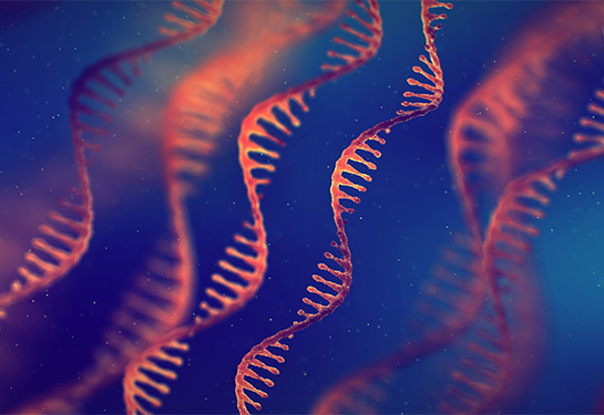 Scientists find gene therapy reduces liver cancer in animal model