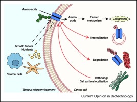 The posttranslational regulation of amino acid transporters is critical for their function in the tumor microenvironment