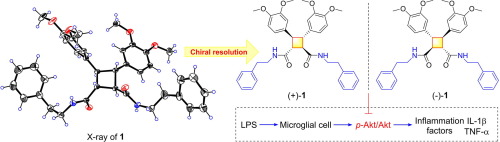 Structurally diverse amides from Chloranthus henryi var. hupehensis and their anti-inflammatory activities by blocking Akt phosphorylation