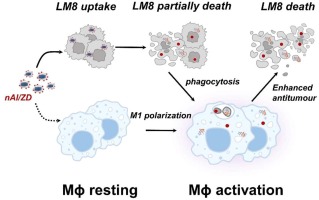 Enhancing osteosarcoma therapy through aluminium hydroxide nanosheets-enabled macrophage modulation