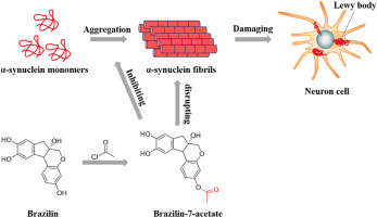 Brazilin-7-acetate, a novel potential drug of Parkinson's disease, hinders the formation of α-synuclein fibril, mitigates cytotoxicity, and decreases oxidative stress