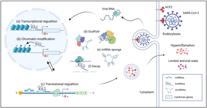 Non-coding RNAs expression in SARS-CoV-2 infection: pathogenesis, clinical significance, and therapeutic targets