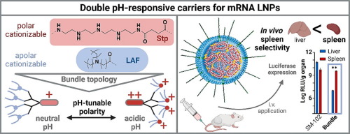 Lipoamino bundle LNPs for efficient mRNA transfection of dendritic cells and macrophages show high spleen selectivity