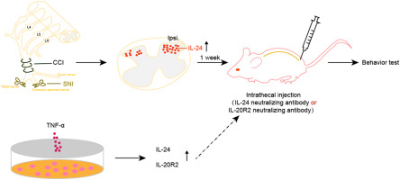 Spinal interleukin-24 contributes to neuropathic pain after peripheral nerve injury through interleukin-20 receptor2 in mice