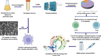 Proteomic profiling of membrane vesicles from Mycobacterium avium subsp. paratuberculosis: Navigating towards an in silico design of a multi-epitope vaccine targeting membrane vesicle proteins