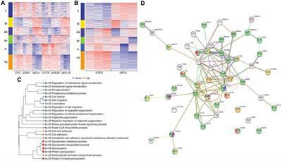 Plasminogen activator inhibitor 1 is associated with high-grade serous ovarian cancer metastasis and is reduced in patients who have received neoadjuvant chemotherapy