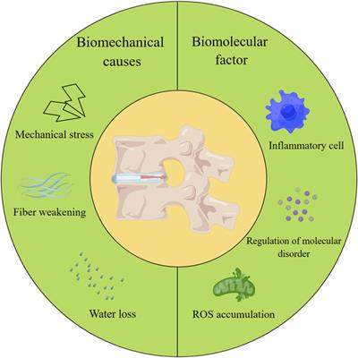 Application and development of hydrogel biomaterials for the treatment of intervertebral disc degeneration: a literature review