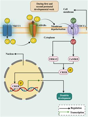 Extracellular molecular signals shaping dendrite architecture during brain development