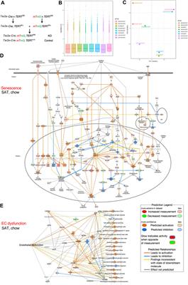 Gene expression in mice with endothelium-specific telomerase knockout