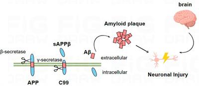 Biomarkers associated with the pathogenesis of Alzheimer’s disease