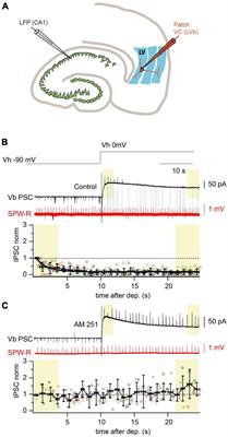 Acute stress modulates hippocampal to entorhinal cortex communication