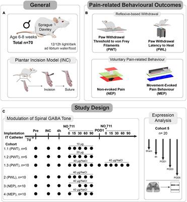 Spinal GABA transporter 1 contributes to evoked-pain related behavior but not resting pain after incision injury