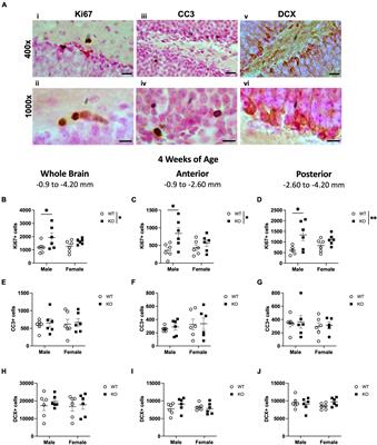 Neuronal deletion of phosphatase and tensin homolog in mice results in spatial dysregulation of adult hippocampal neurogenesis