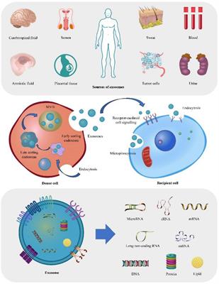 Exosomal microRNAs: implications in the pathogenesis and clinical applications of subarachnoid hemorrhage