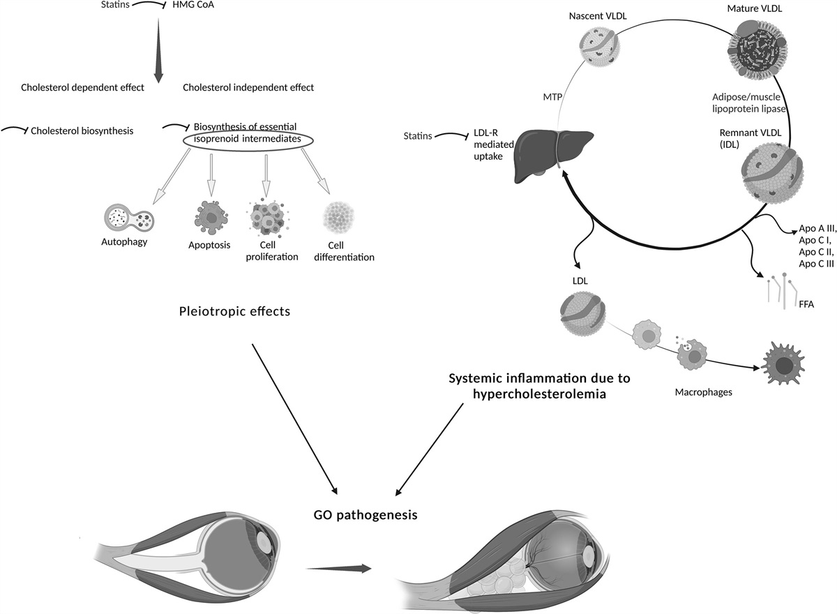 Statins in Graves Orbitopathy: A New Therapeutic Tool