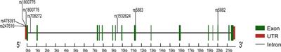 Association of the polymorphisms of the cholesteryl ester transfer protein gene with coronary artery disease: a meta-analysis