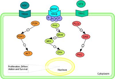 Targeted therapy for pediatric central nervous system tumors harboring mutagenic tropomyosin receptor kinases