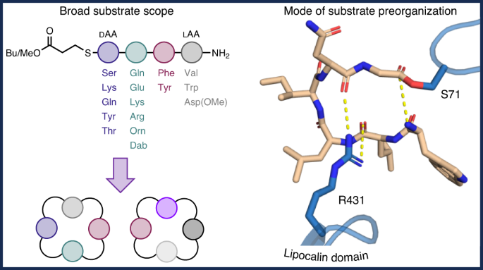 Biocatalytic cyclization of small macrolactams by a penicillin-binding protein-type thioesterase