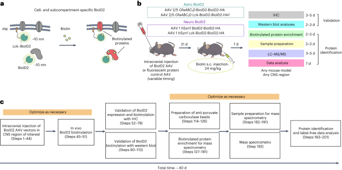 In vivo identification of astrocyte and neuron subproteomes by proximity-dependent biotinylation