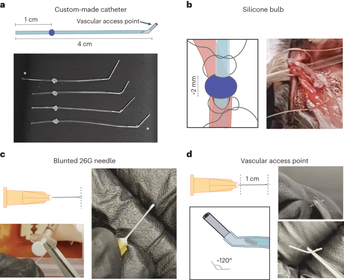 Head-mounted central venous access during optical recordings and manipulations of neural activity in mice