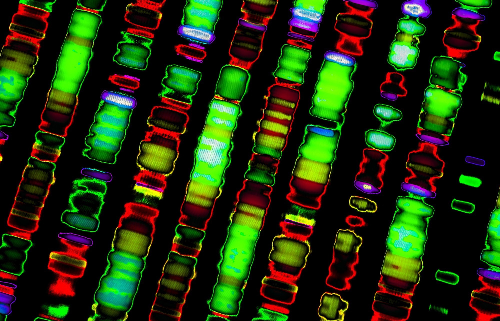 Groundbreaking 'Gnocchi' map reveals hidden secrets of the human genome