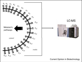 Boundary flux analysis: an emerging strategy for investigating metabolic pathway activity in large cohorts