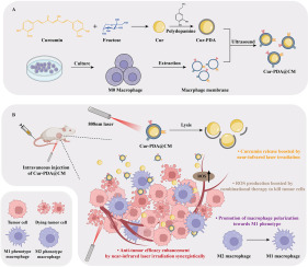 Macrophage membrane-coated self-assembled curcumin nanoparticle missile for the treatment of colorectal cancer