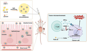 Fish oil-based microemulsion can efficiently deliver oral peptide blocking PD-1/PD-L1 and simultaneously induce ferroptosis for cancer immunotherapy