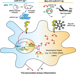 Effective delivery of miR-511-3p with mannose-decorated exosomes with RNA nanoparticles confers protection against asthma