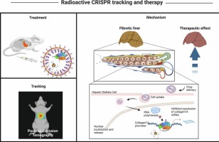 A radioactive CRISPR interference system using 89Zr-labeled LbCas12a