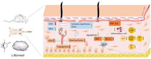L-Borneol promotes skin flap survival by regulating HIF-1α/NF-κB pathway