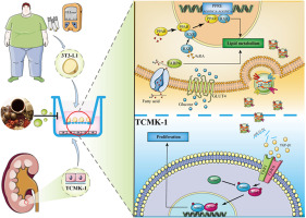 Molecular mechanism of Gan-song Yin inhibiting the proliferation of renal tubular epithelial cells by regulating miR-21-5p in adipocyte exosomes