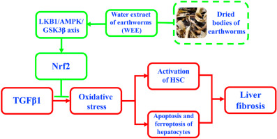 Water extract of earthworms mitigates mouse liver fibrosis by potentiating hepatic LKB1/Nrf2 axis to inhibit HSC activation and hepatocyte death