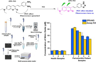 Evaluation of a biomarker (NO) dynamics in inflammatory zebrafish and periodontitis saliva samples via a fast-response and sensitive fluorescent probe