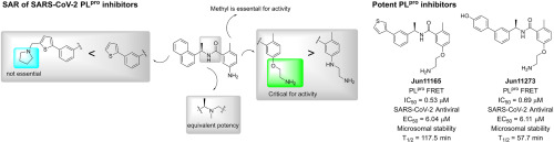 Structure-based design of SARS-CoV-2 papain-like protease inhibitors