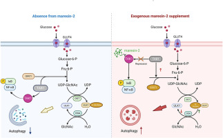 maresin2 fine-tunes ULK1 O-GlcNAcylation to improve post myocardial infarction remodeling