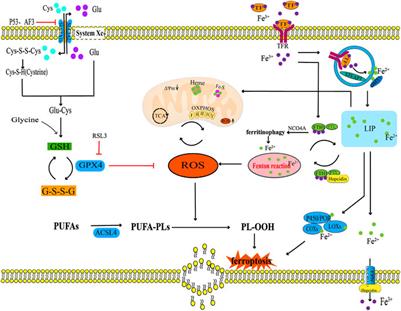New insight of the pathogenesis in osteoarthritis: the intricate interplay of ferroptosis and autophagy mediated by mitophagy/chaperone-mediated autophagy