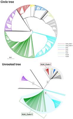 Distinct evolution of ST11 KL64 Klebsiella pneumoniae in Taiwan
